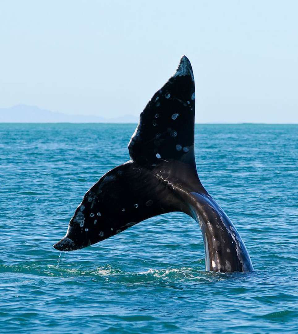 ENJOY Pacific Grove LIKE A LOCAL <span class='slidertext-bg1'> BOOK A GUIDED TOUR </span>