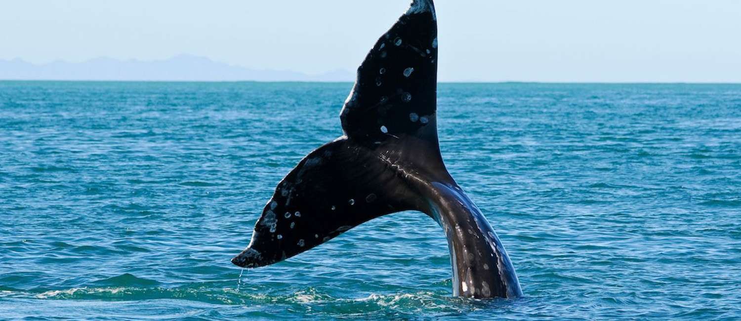 ENJOY Pacific Grove LIKE A LOCAL <span class='slidertext-bg1'> BOOK A GUIDED TOUR </span>